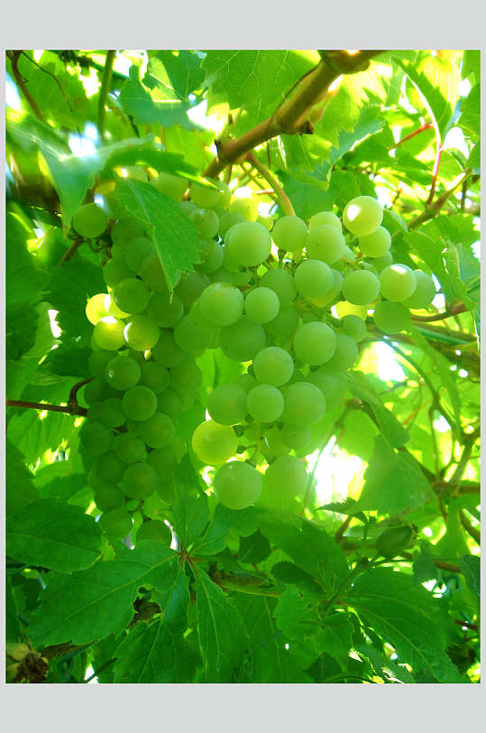 绿葡萄高清图