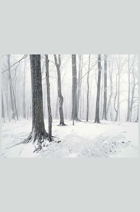 冬季树林雪景自然风景背景图