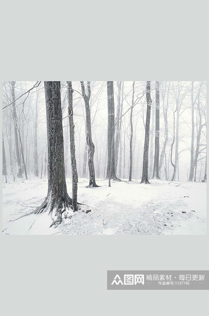 冬季树林雪景自然风景背景图素材
