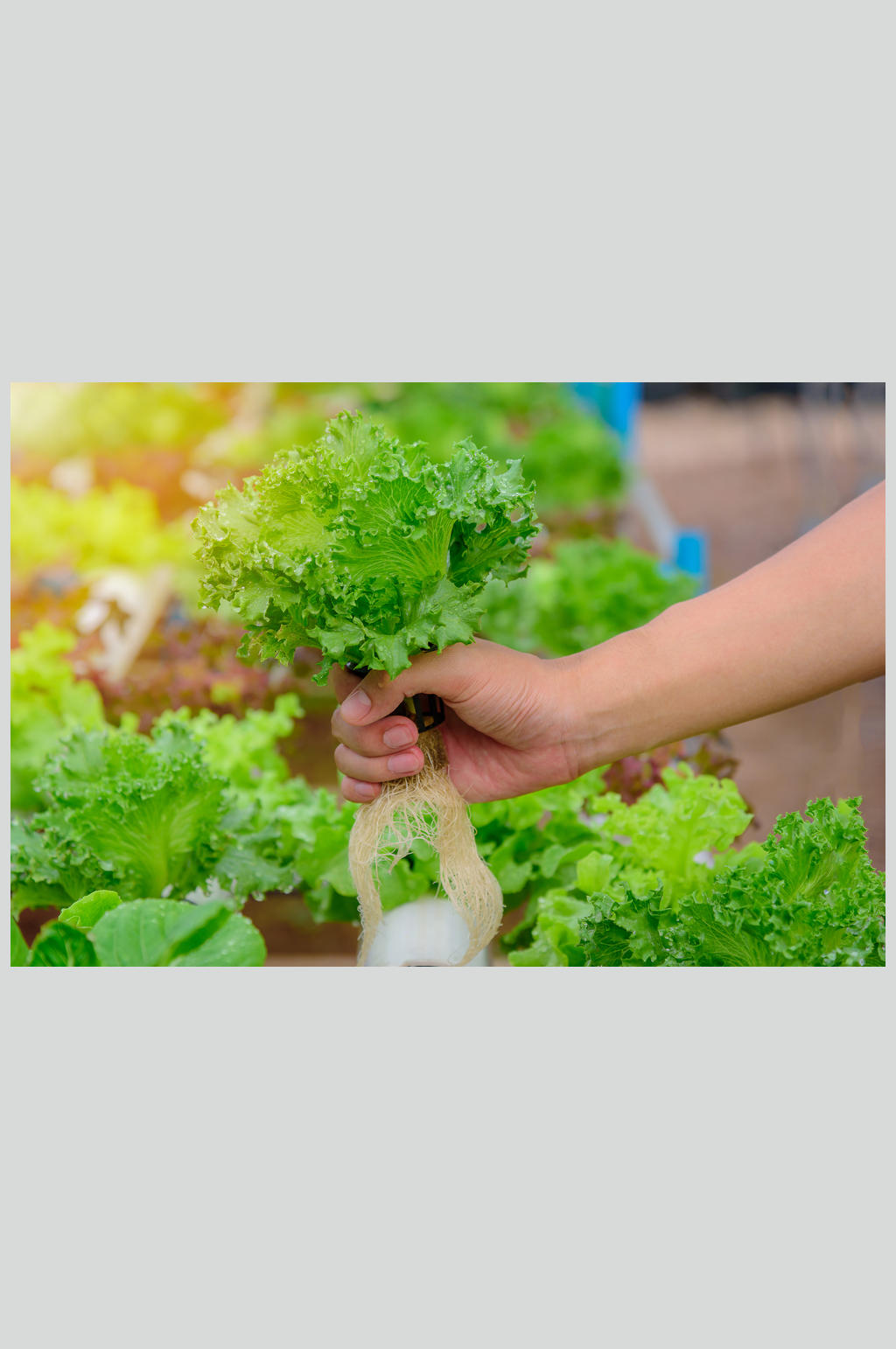 高清蔬菜美食图片生菜素材