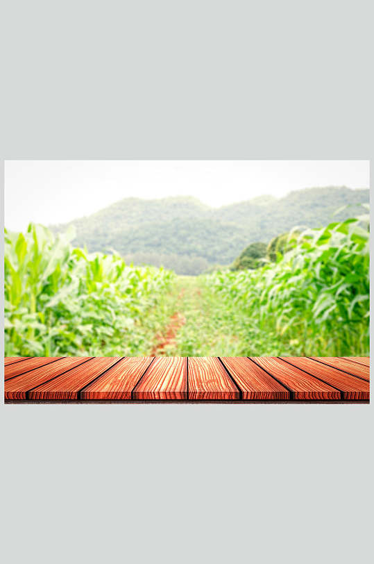 高清蔬菜美食图片玉米地