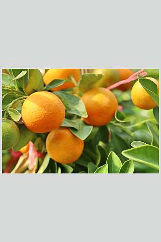 高清水果图片橙子