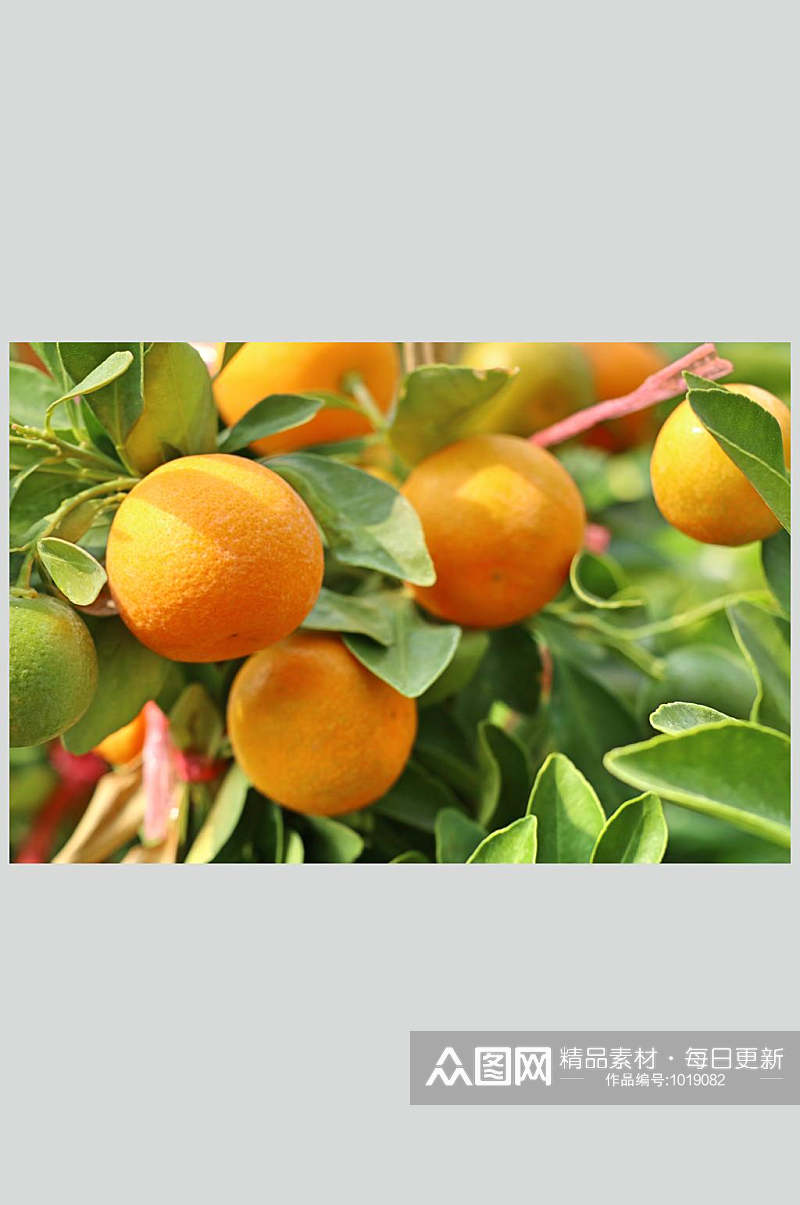 高清水果图片橙子素材