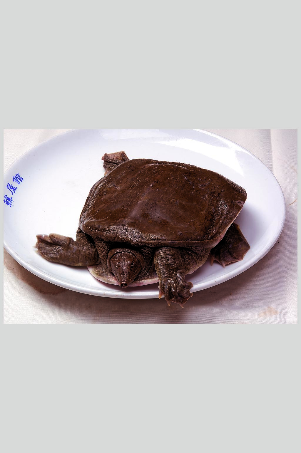 甲鱼高清餐饮美食图片素材