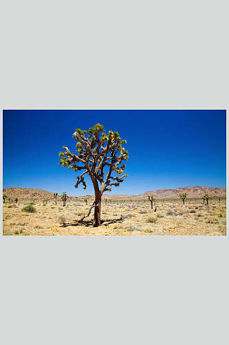 沙漠植物风景高清壁纸图片