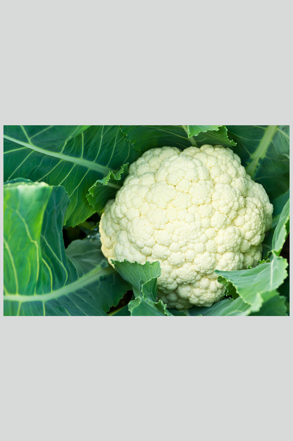 高清蔬菜美食图片白花菜模板下载 编号 众图网