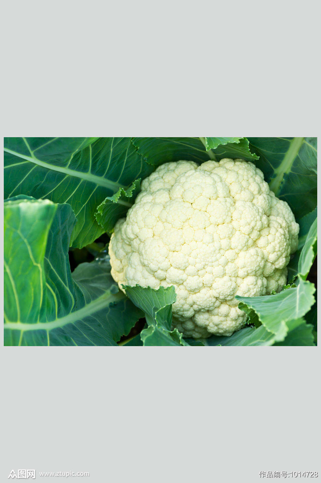 高清蔬菜美食图片白花菜模板下载 编号 众图网 高清蔬菜美食图片白花菜模板下载 编号 众图网