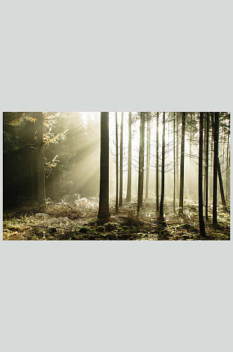 丁达尔效应森林摄影图
