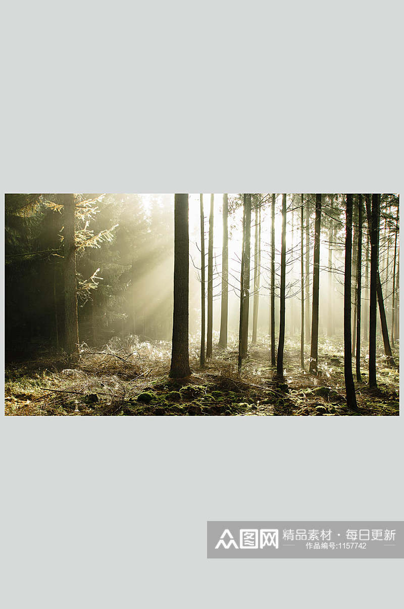 丁达尔效应森林摄影图素材