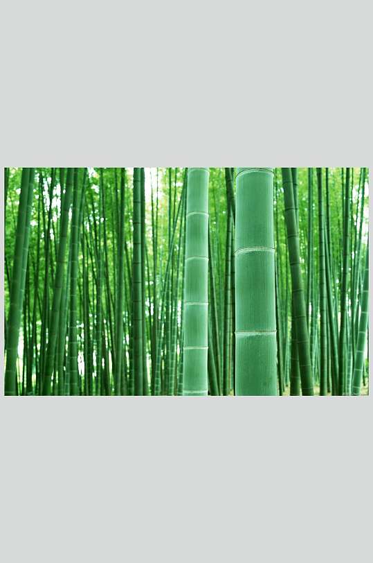 竹林壁纸图片 竹林壁纸素材 竹林壁纸设计素材下载 众图网