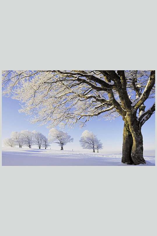 冬季雪景树木自然风景背景图