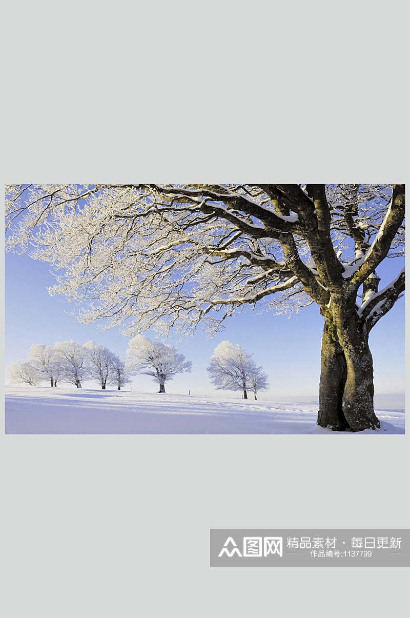 冬季雪景树木自然风景背景图素材