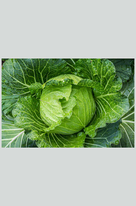 精美有机蔬菜包菜设计