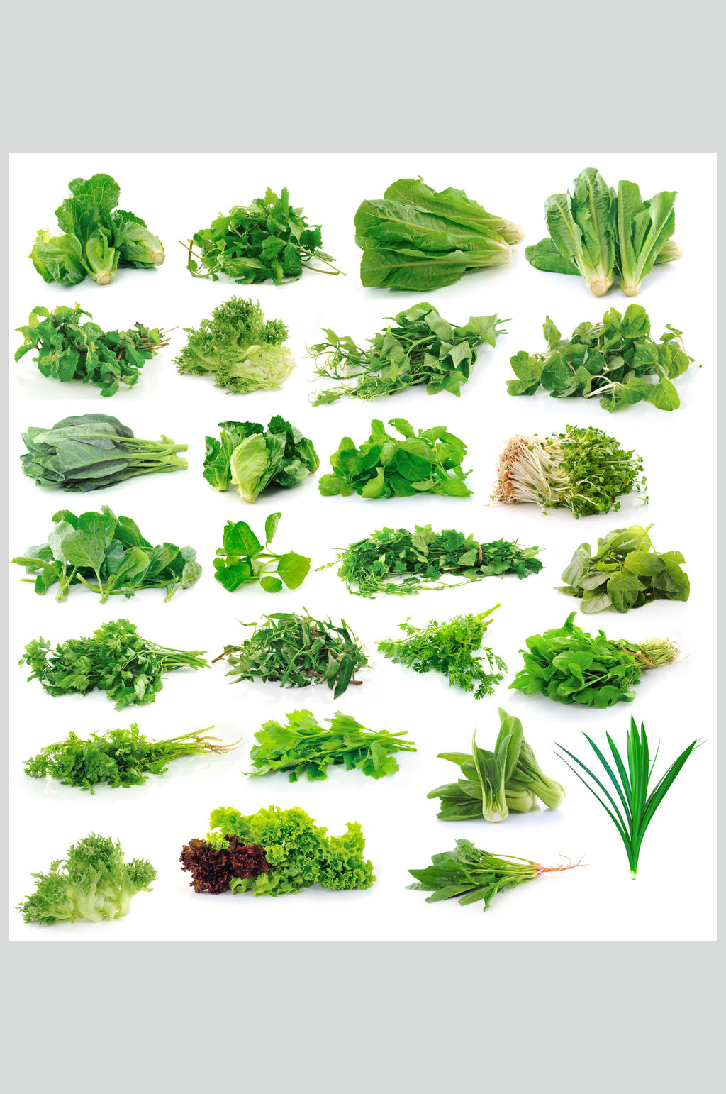 青菜种类 名称图片