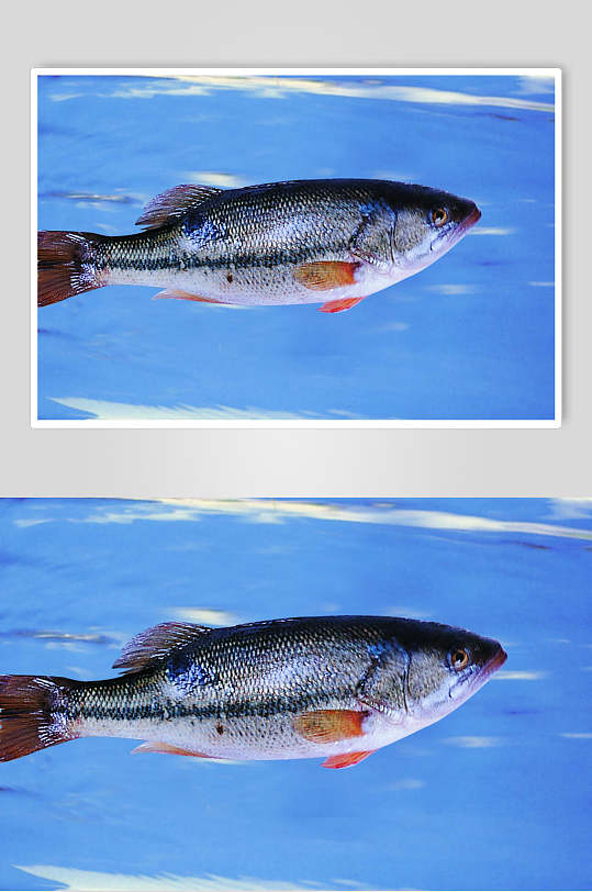 高清菜品摄影图片鲈鱼