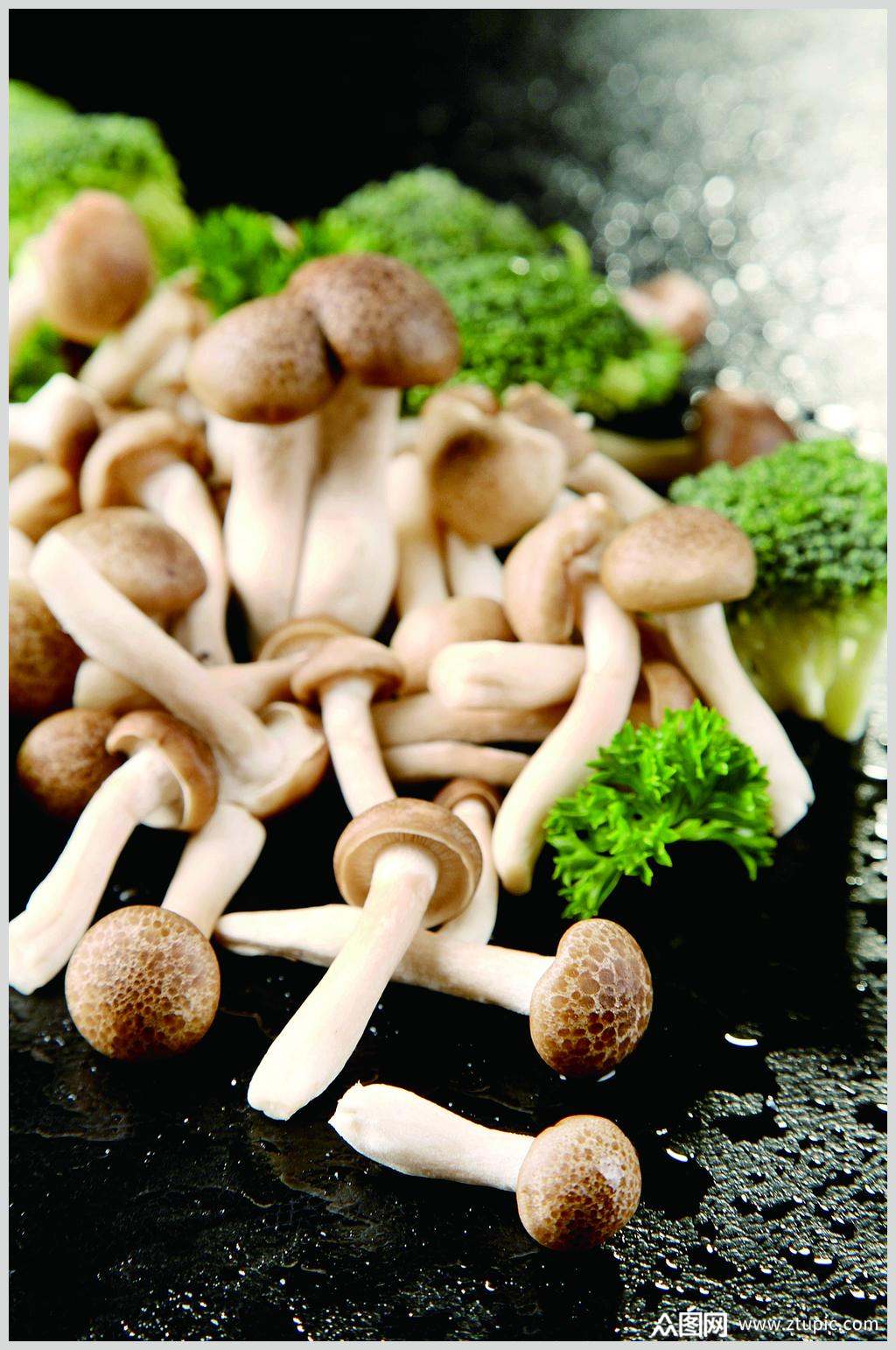 蟹味菇图片素材