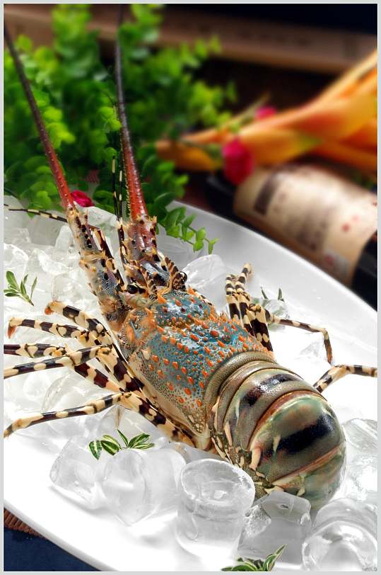 澳洲大龙虾菜图片-澳洲大龙虾菜素材下载-众图网