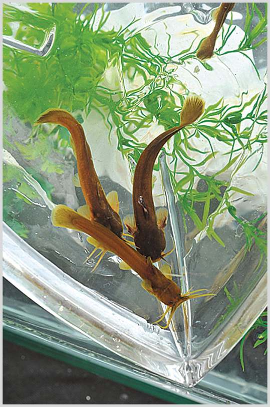 高清菜品摄影图片长江水蜂子