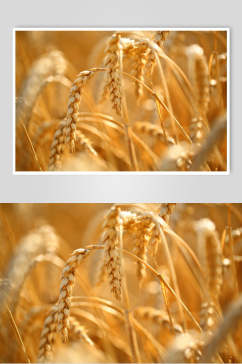 麦穗麦田小麦高清摄影图