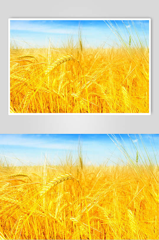 麦穗麦田高清唯美摄影图