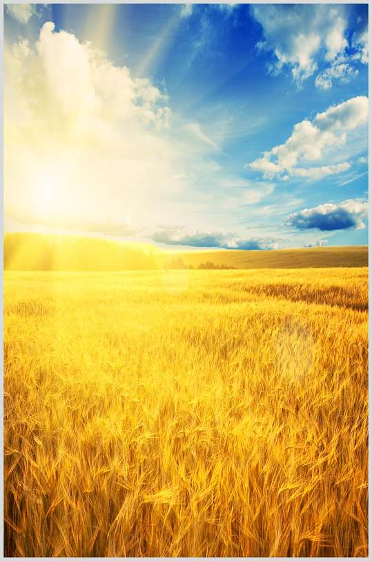 黄金麦穗麦田高清摄影图