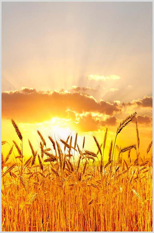 黄金色麦穗麦田高清摄影图