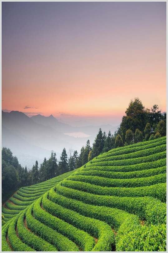 茶园风光图片