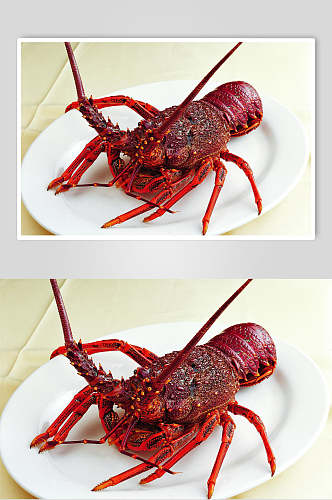 高清菜品摄影图片澳洲龙虾