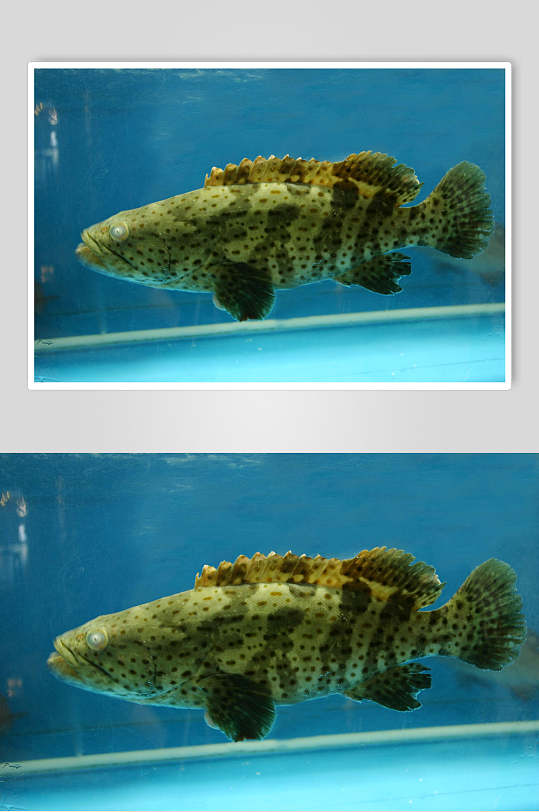 老虎鱼海鲜图片