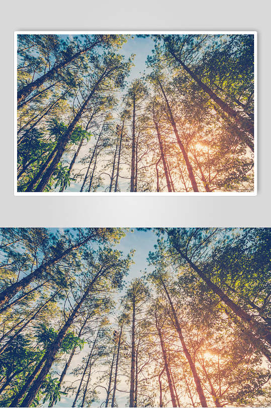 仰视树林自然风景图片素材