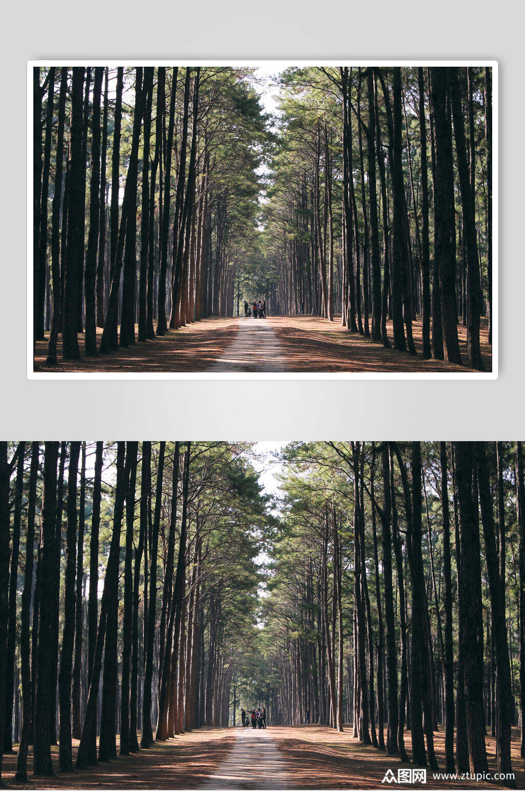 林间大道自然风景图片素材