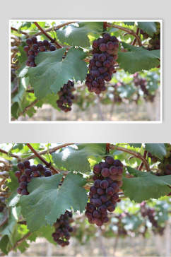 水果葡萄摄影图片葡萄园