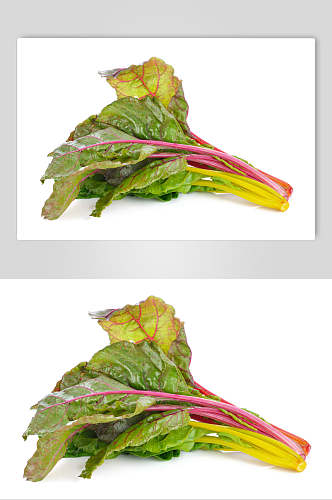 红叶菜图片