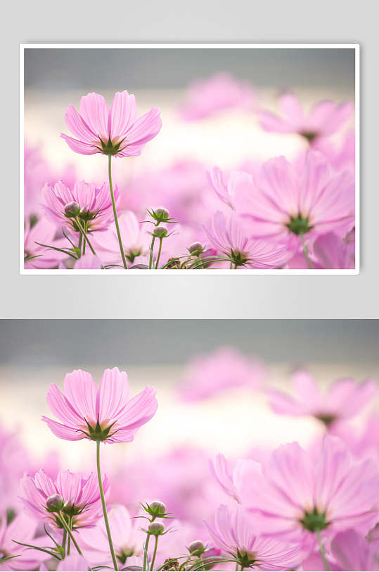 自然风景粉色花丛