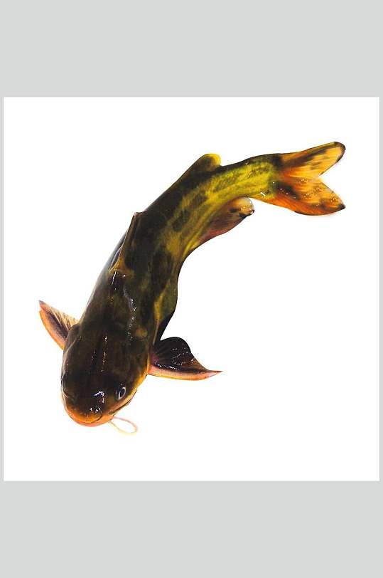 高清海鲜美食图片鱼类