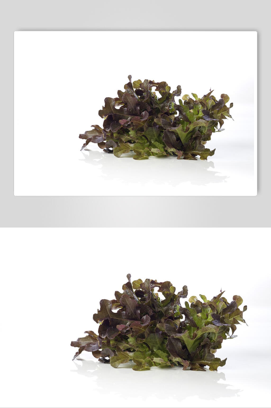 油麦菜高清图片素材