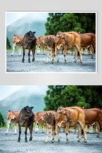 草饲牛摄影图片素材