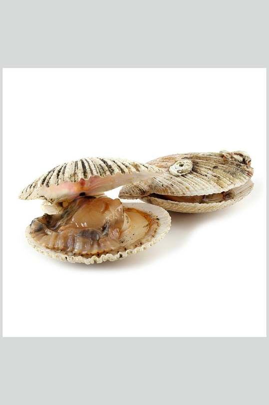 海鲜美食螺贝类带壳类