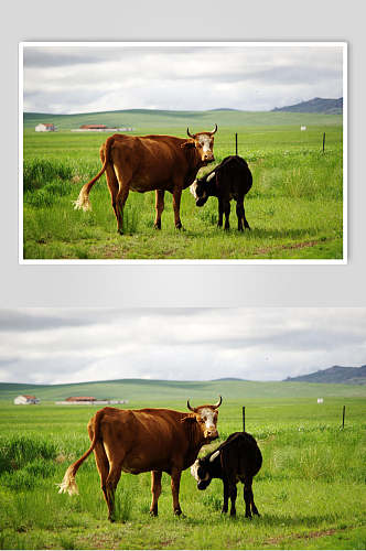 草饲牛摄影图片素材