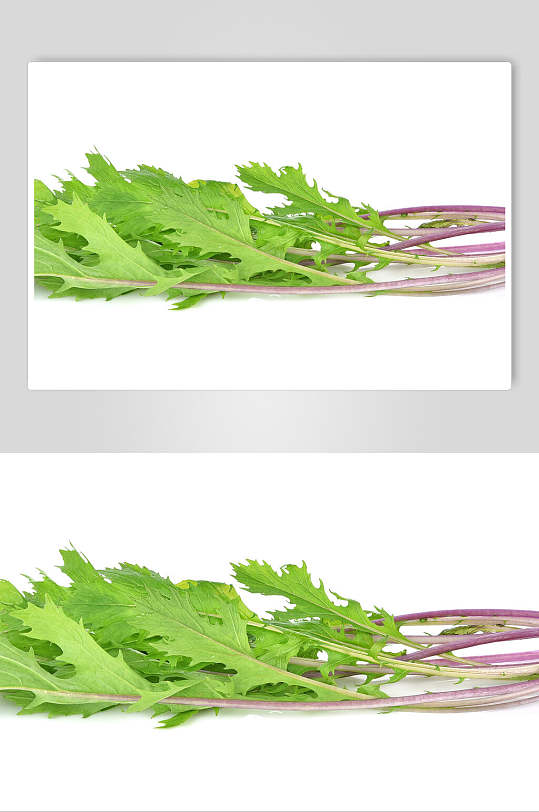 红菜苔图片大全 高清红菜苔图片模板下载 众图网