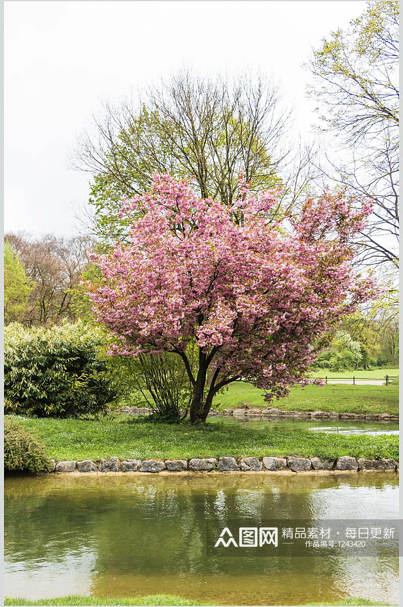 公园樱花自然风景图片素材素材