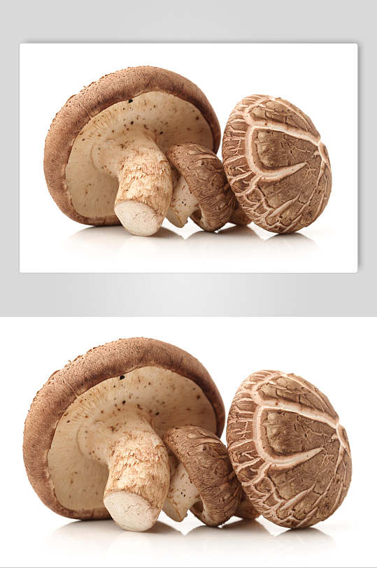 香菇高清图片