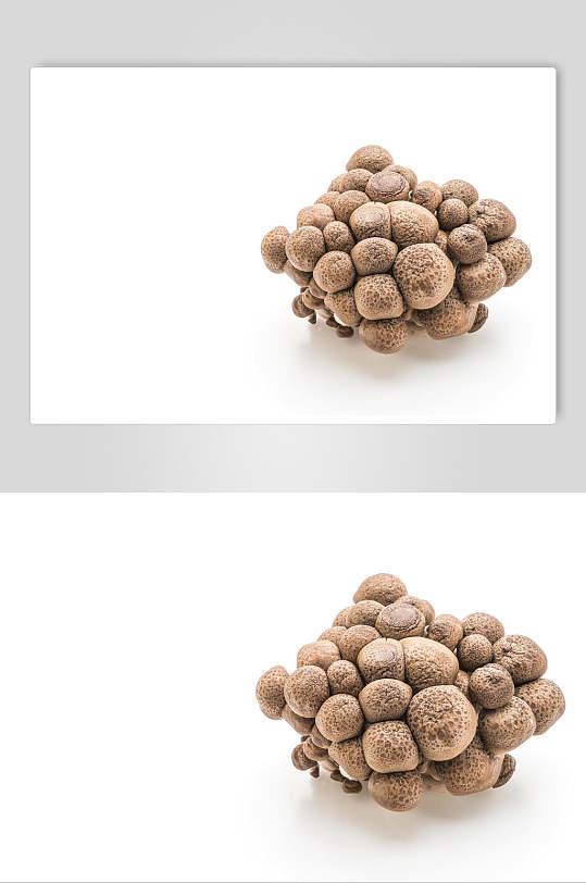 蘑菇菌子图片