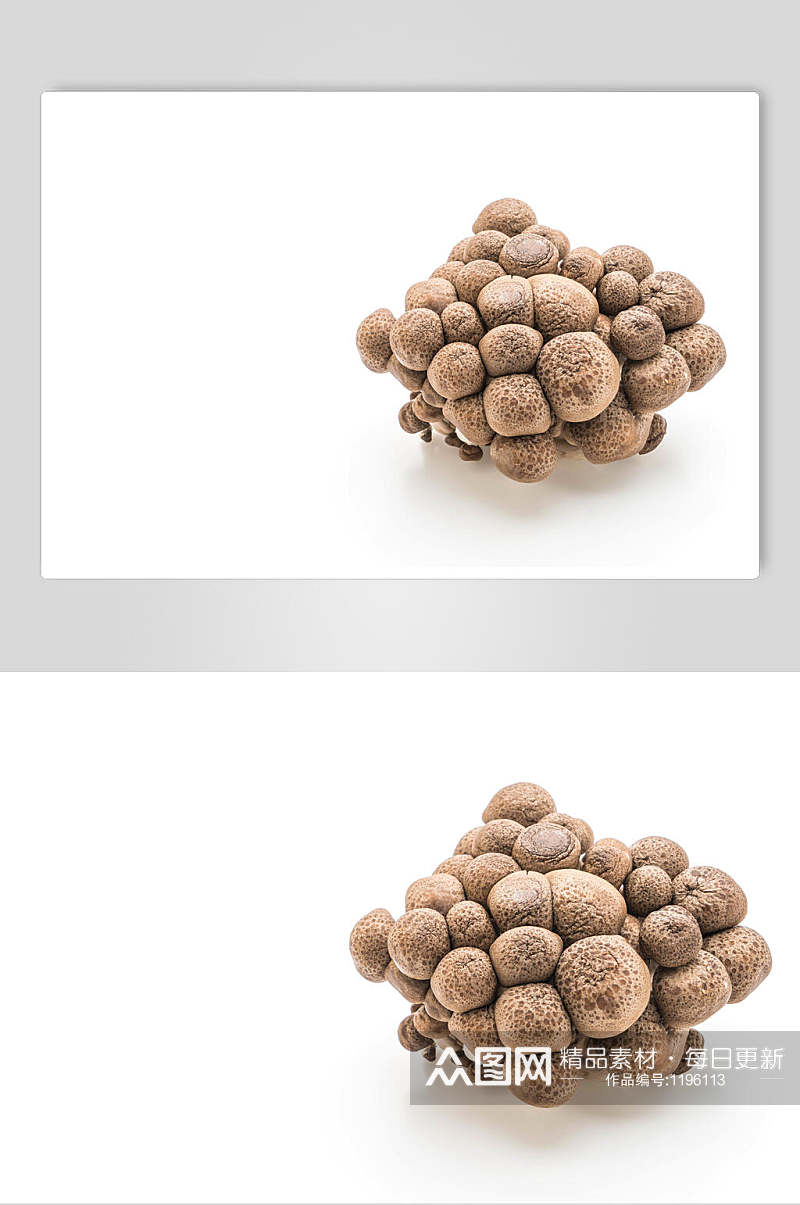 蘑菇菌子图片素材