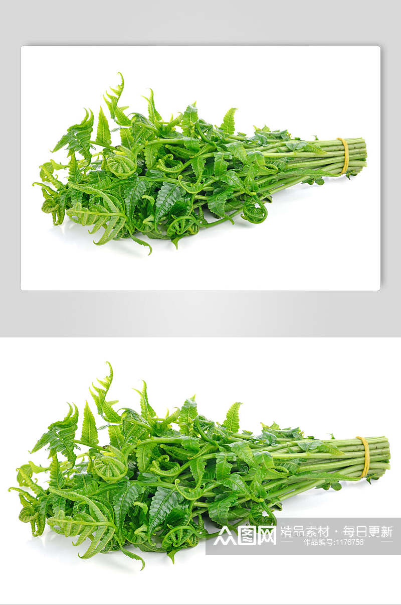 蕨菜蔬菜图片素材