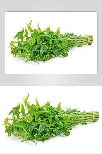 蕨菜蔬菜图片