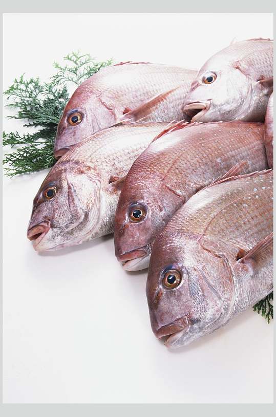 海鲜冻鱼海鲜冻鱼立即下载海鲜冻鱼立即下载海鲜冻鱼