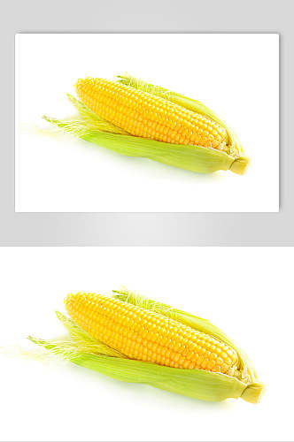 玉米高清图