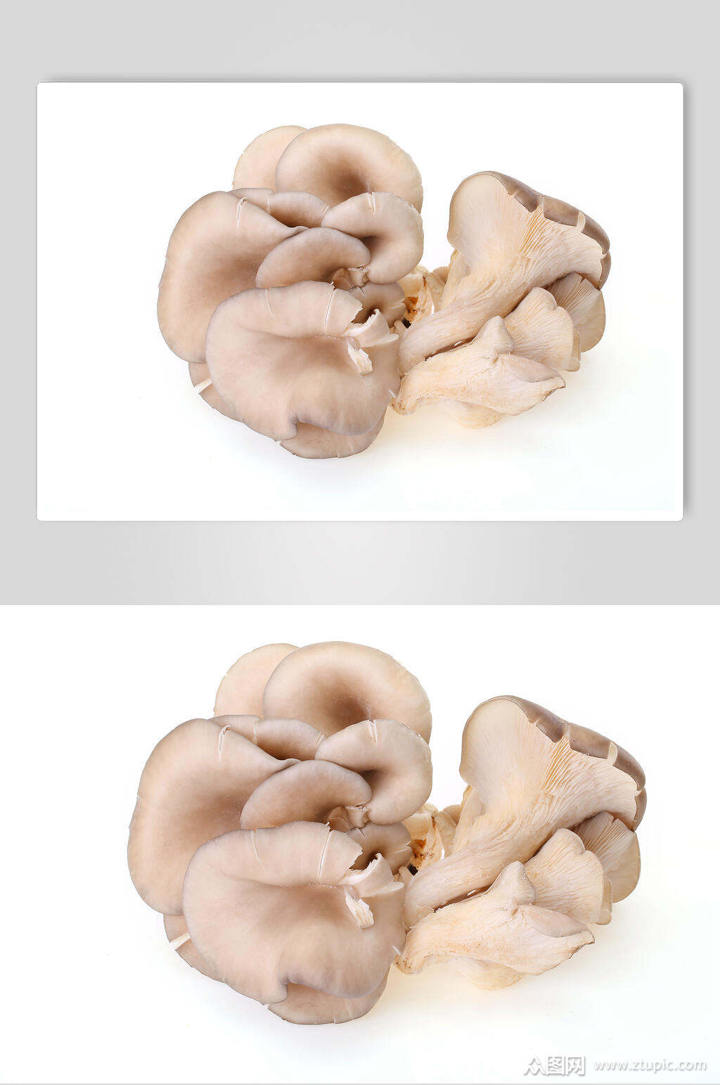 凤尾菇高清图素材