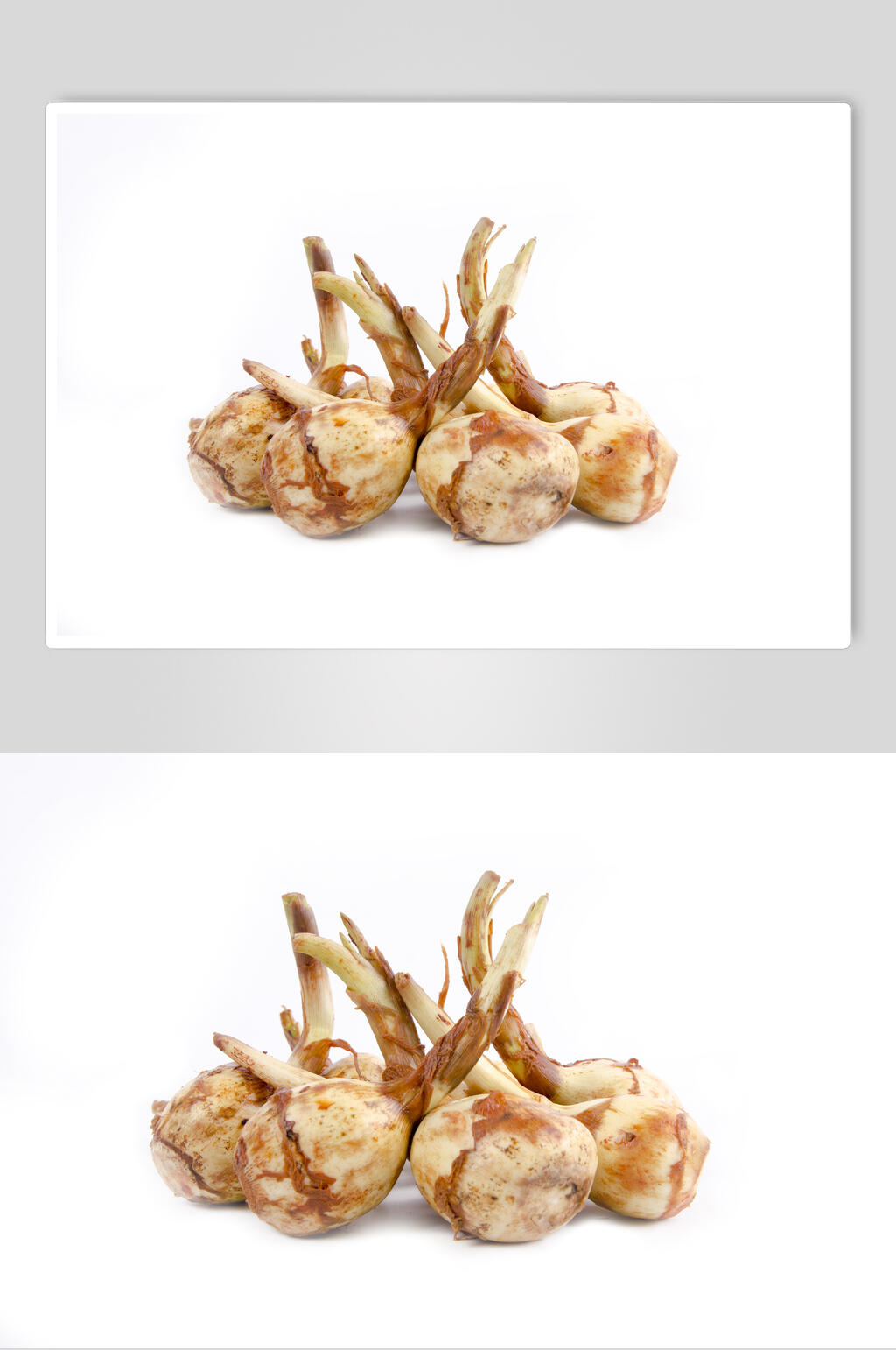 茨菇高清图素材